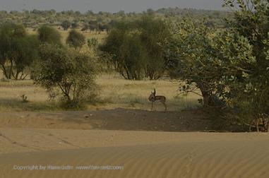 03 Camelride,_Sanddunes,_Kuri_DSC3424_b_H600